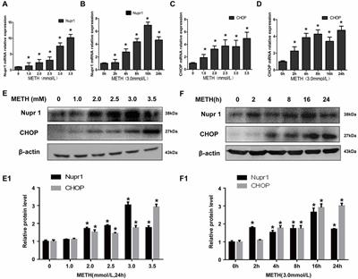 Nupr1 Modulates Methamphetamine-Induced Dopaminergic Neuronal Apoptosis and Autophagy through CHOP-Trib3-Mediated Endoplasmic Reticulum Stress Signaling Pathway